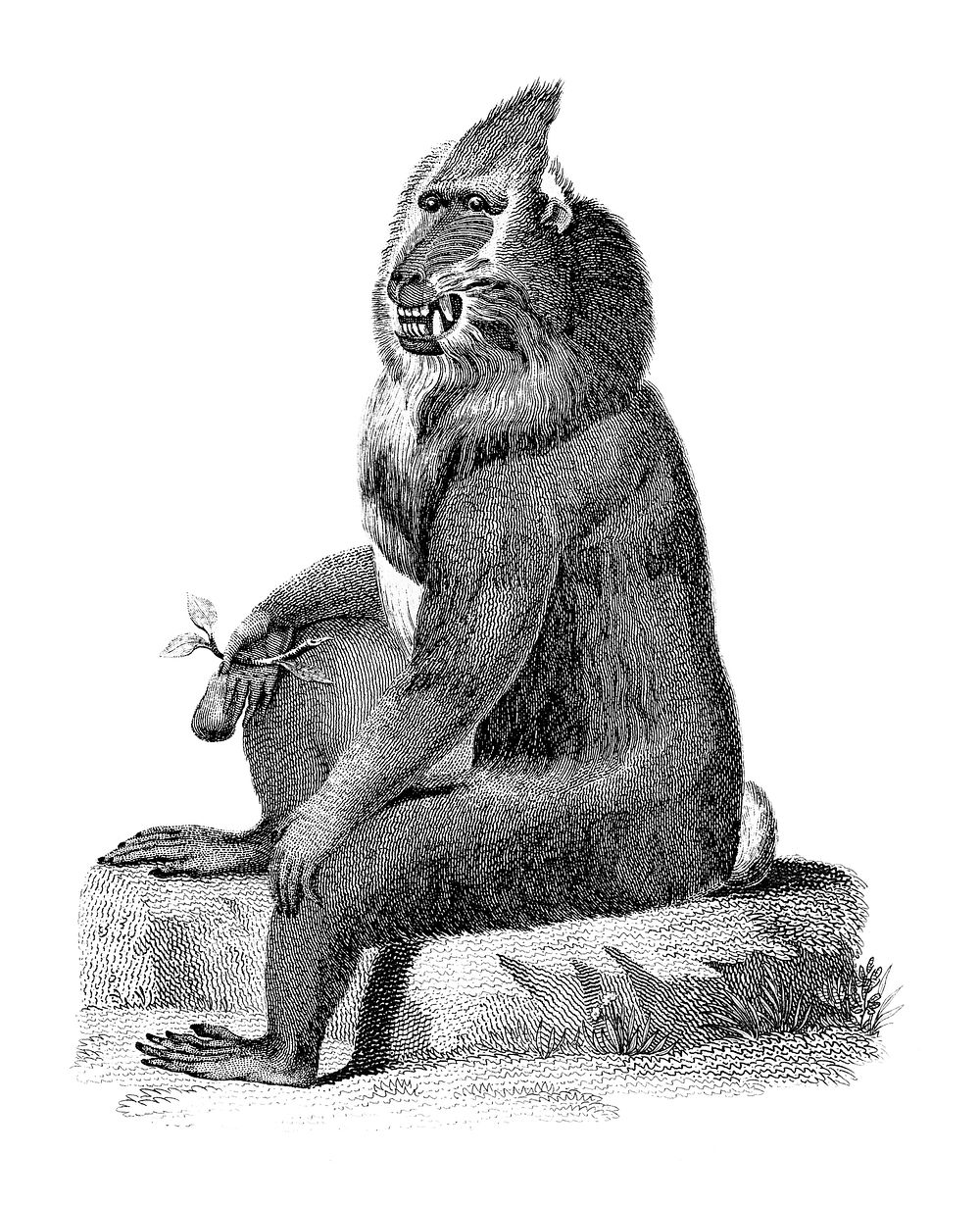 Vintage illustrations of Variegated baboon from Zoological lectures delivered at the Royal institution in the years 1806-7…