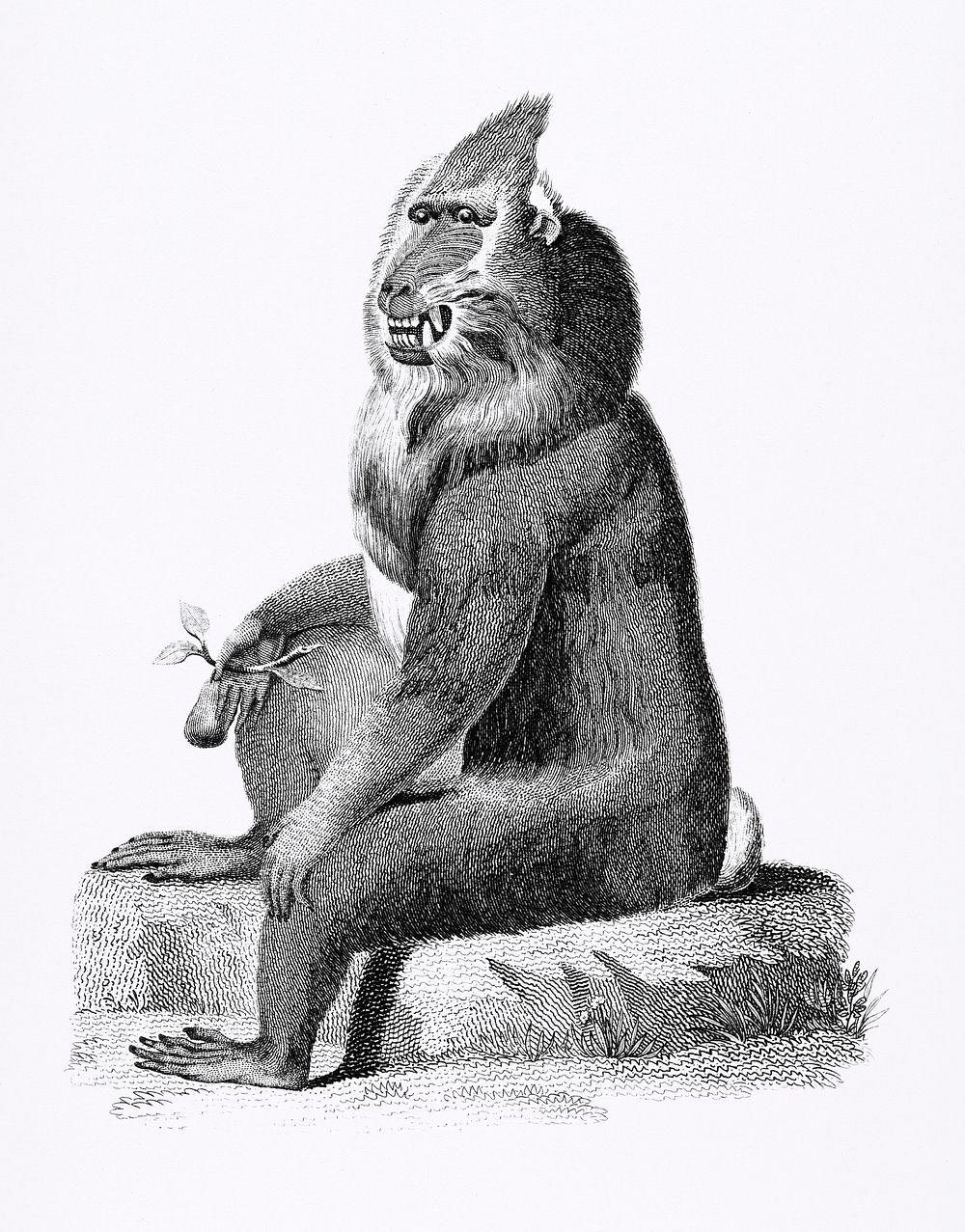 Variegated baboon from Zoological lectures delivered at the Royal institution in the years 1806-7 illustrated by George Shaw…