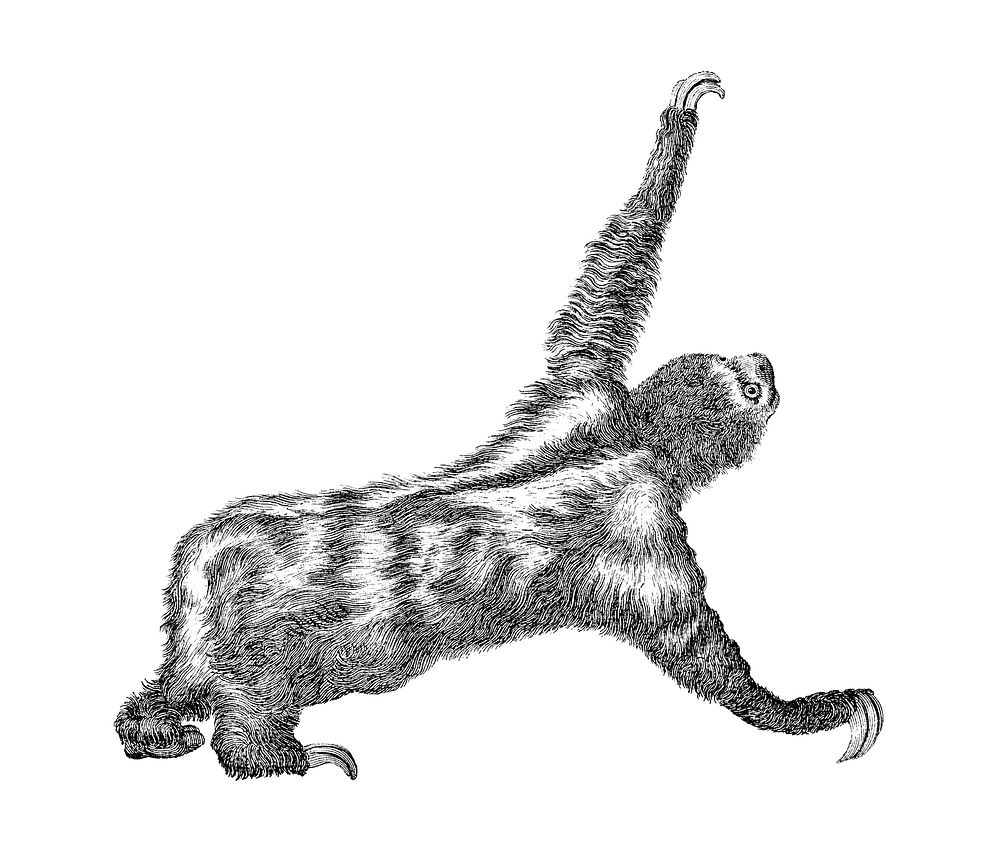 Vintage illustrations of Three toed sloth
