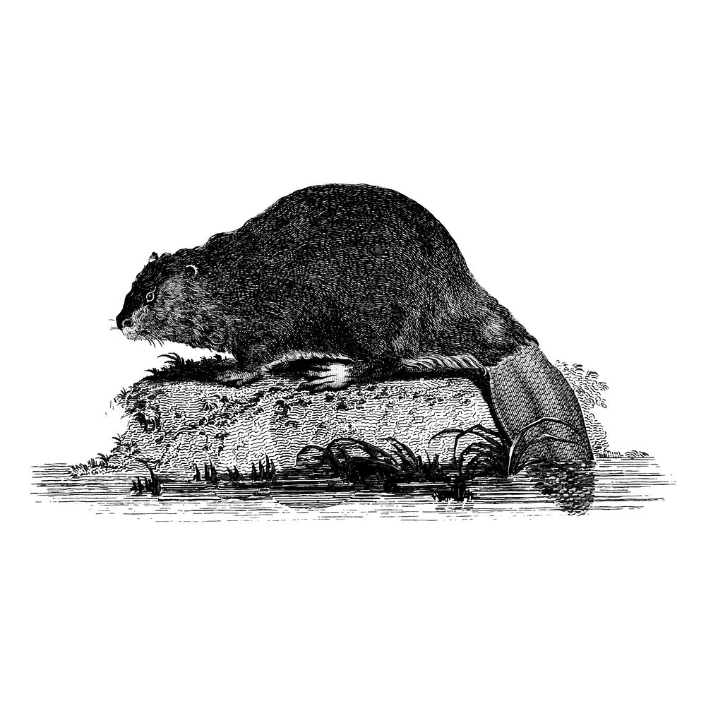 Vintage illustrations of Beaver