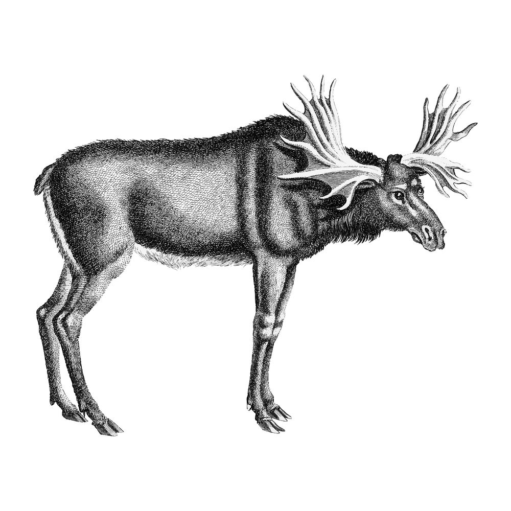 Vintage illustrations of Elk