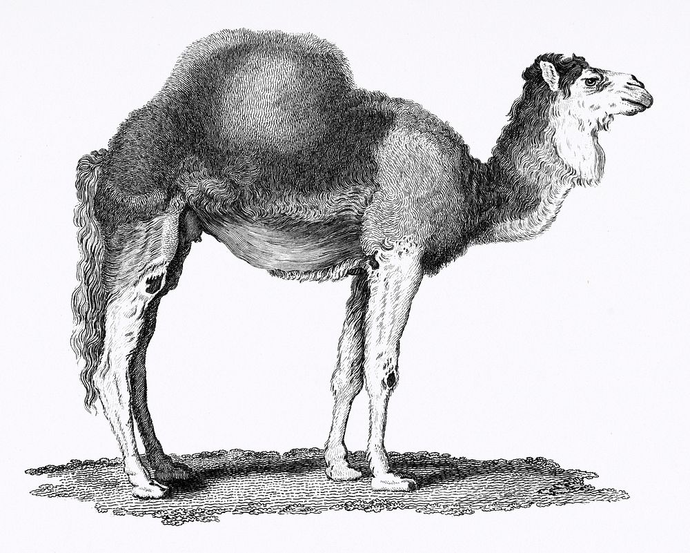 Illustration of Arabian camel from Zoological lectures delivered at the Royal institution in the years 1806-7 illustrated by…