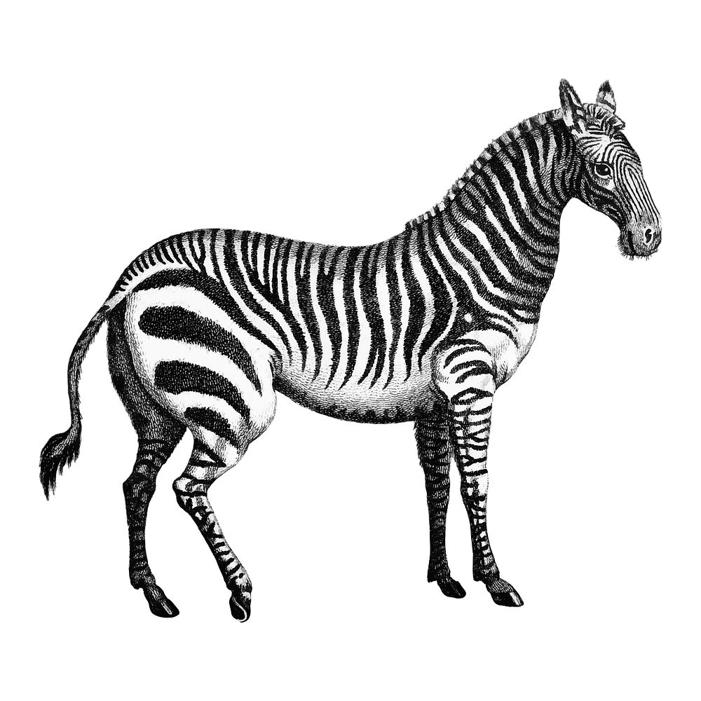 Vintage illustrations of Zebra