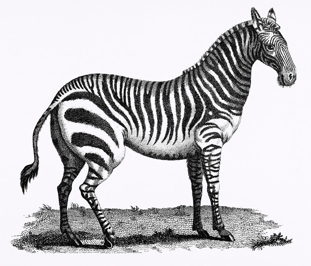 Illustration of Zebra from Zoological lectures delivered at the Royal institution in the years 1806-7 illustrated by George…