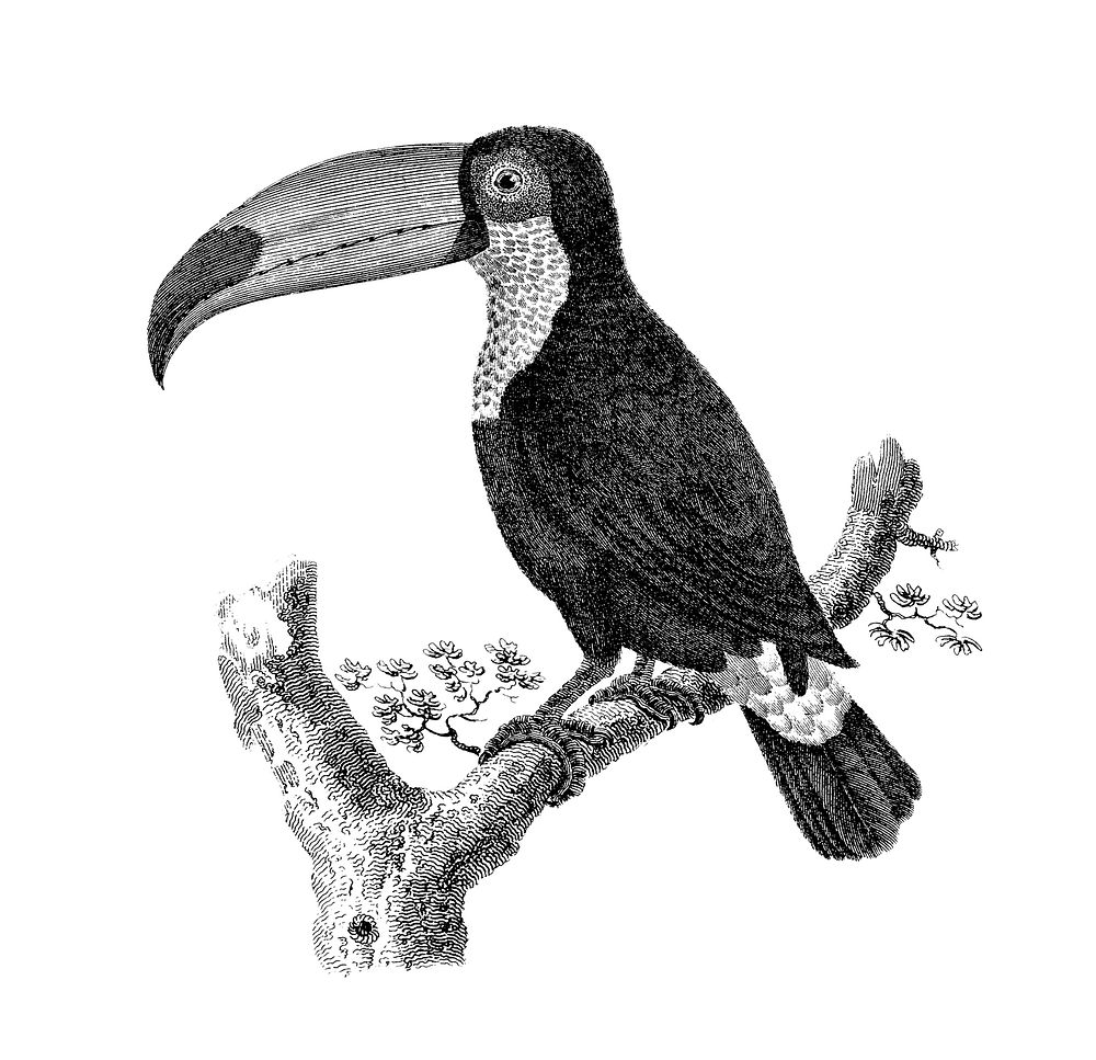 Vintage illustrations of Toco bird