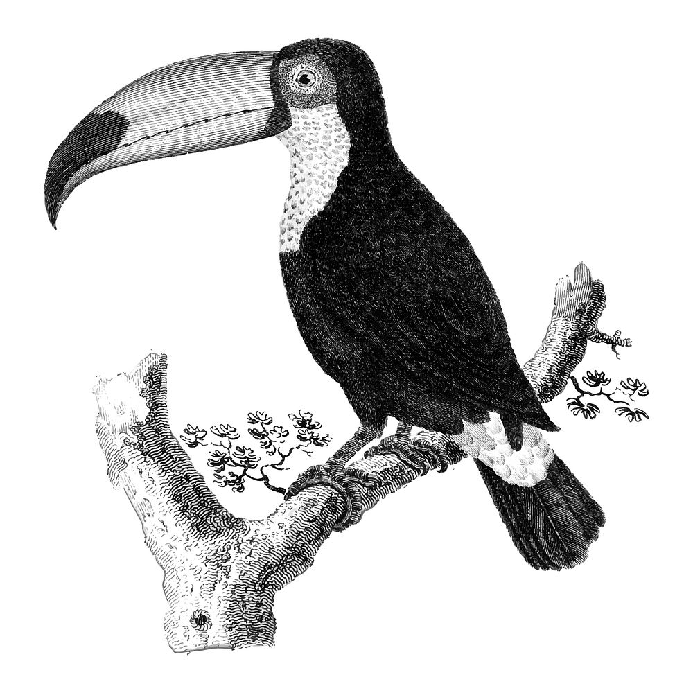 Vintage illustrations of ​​​​Toco bird