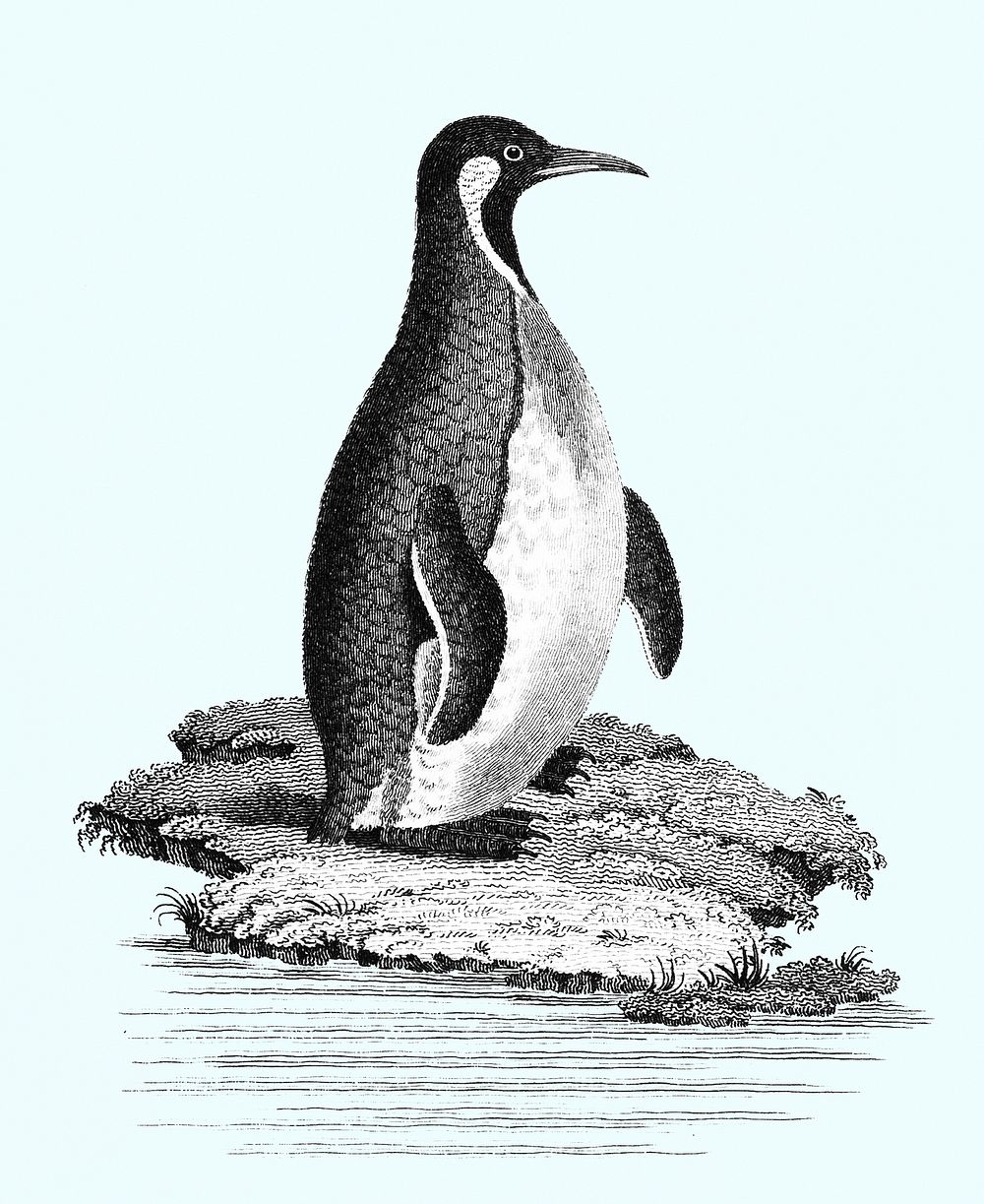 Great awk and Patagonian penguin from Zoological lectures delivered at the Royal institution in the years 1806-7 illustrated…