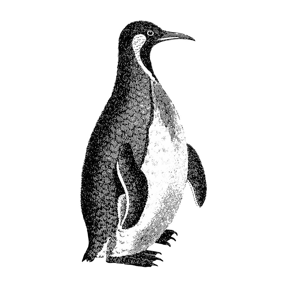 Vintage illustrations of Patagonian penguin