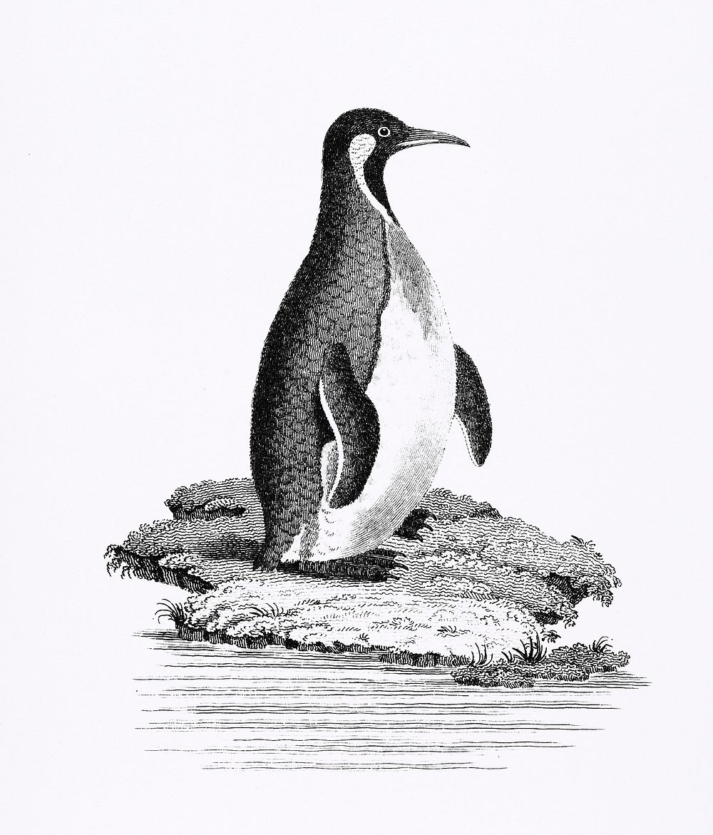 Great awk and Patagonian penguin from Zoological lectures delivered at the Royal institution in the years 1806-7 illustrated…