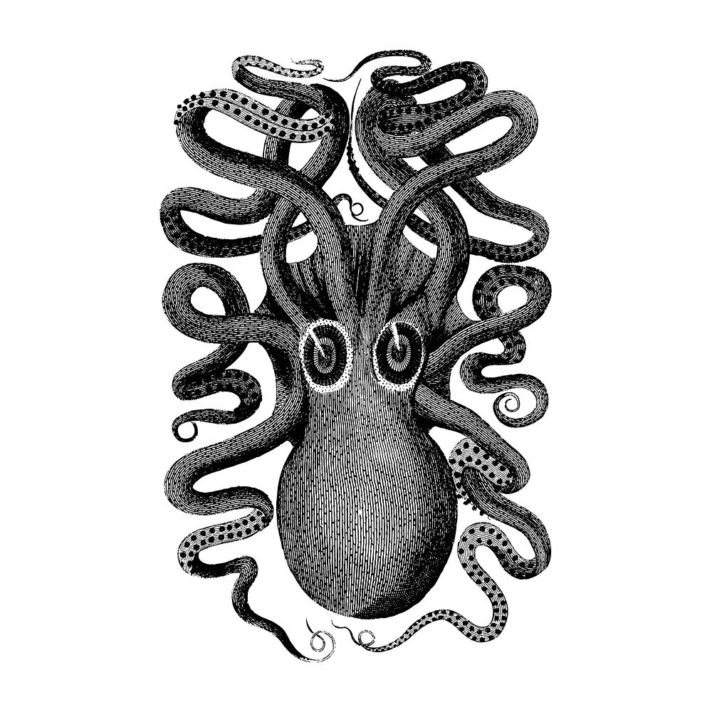 Vintage illustrations of Eight armed cuttlefish