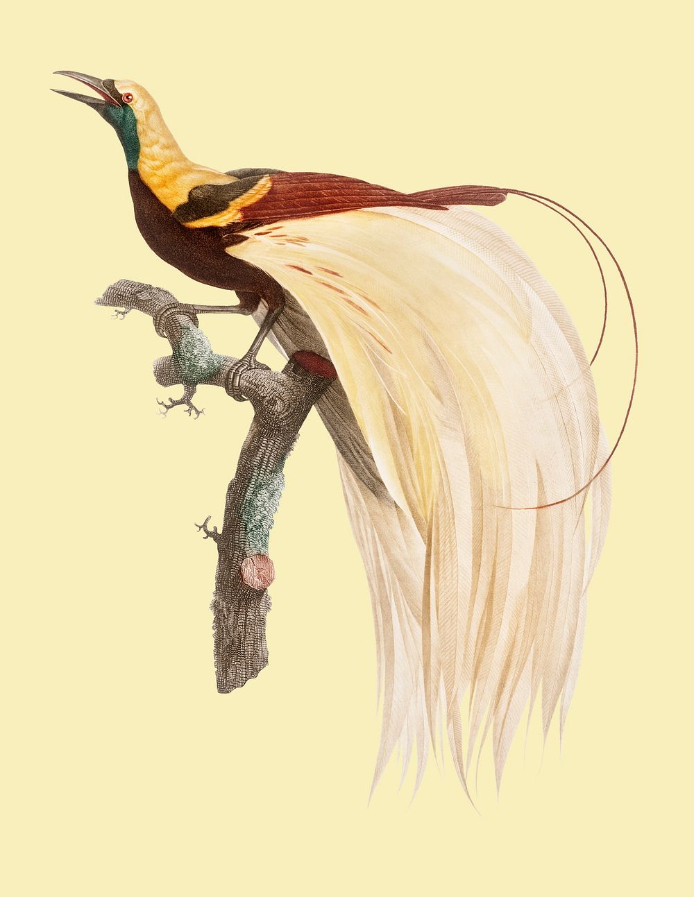 Vintage illustration of Young, emperor bird-of-paradise, male