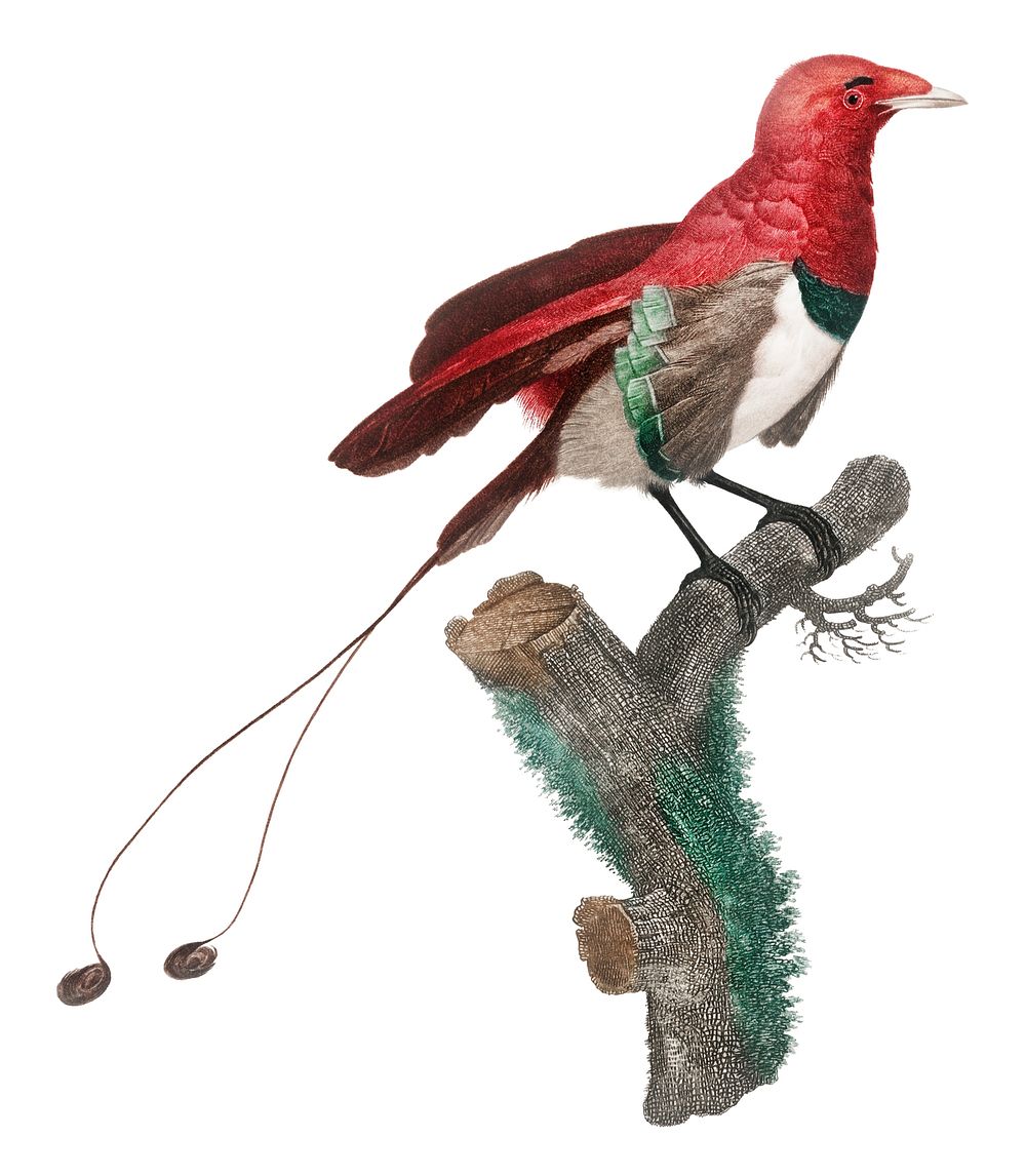 Vintage illustration of King bird of paradise, male