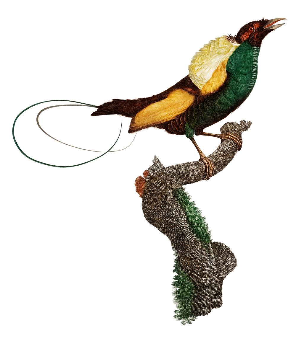 Vintage illustration of Magnificent bird of paradise