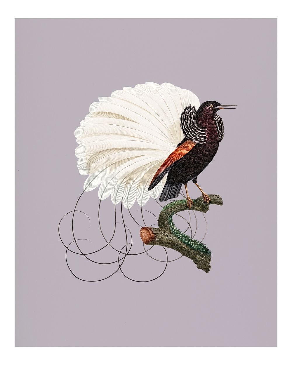 Vintage twelve wired bird of paradise illustration wall art print and poster.