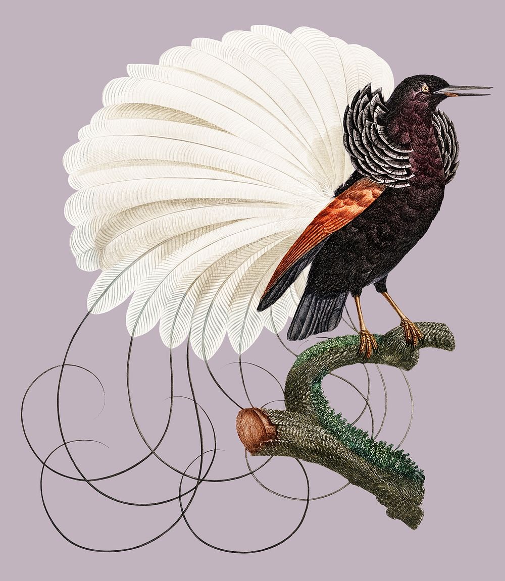 Vintage illustration of Twelve wired bird of paradise
