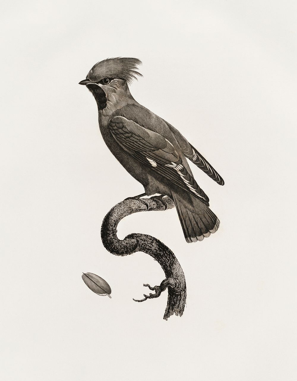 Great Waxwing from Histoire Naturelle des Oiseaux de Paradis et Des Rolliers (1806) by Jacques Barraband (1767-1809).