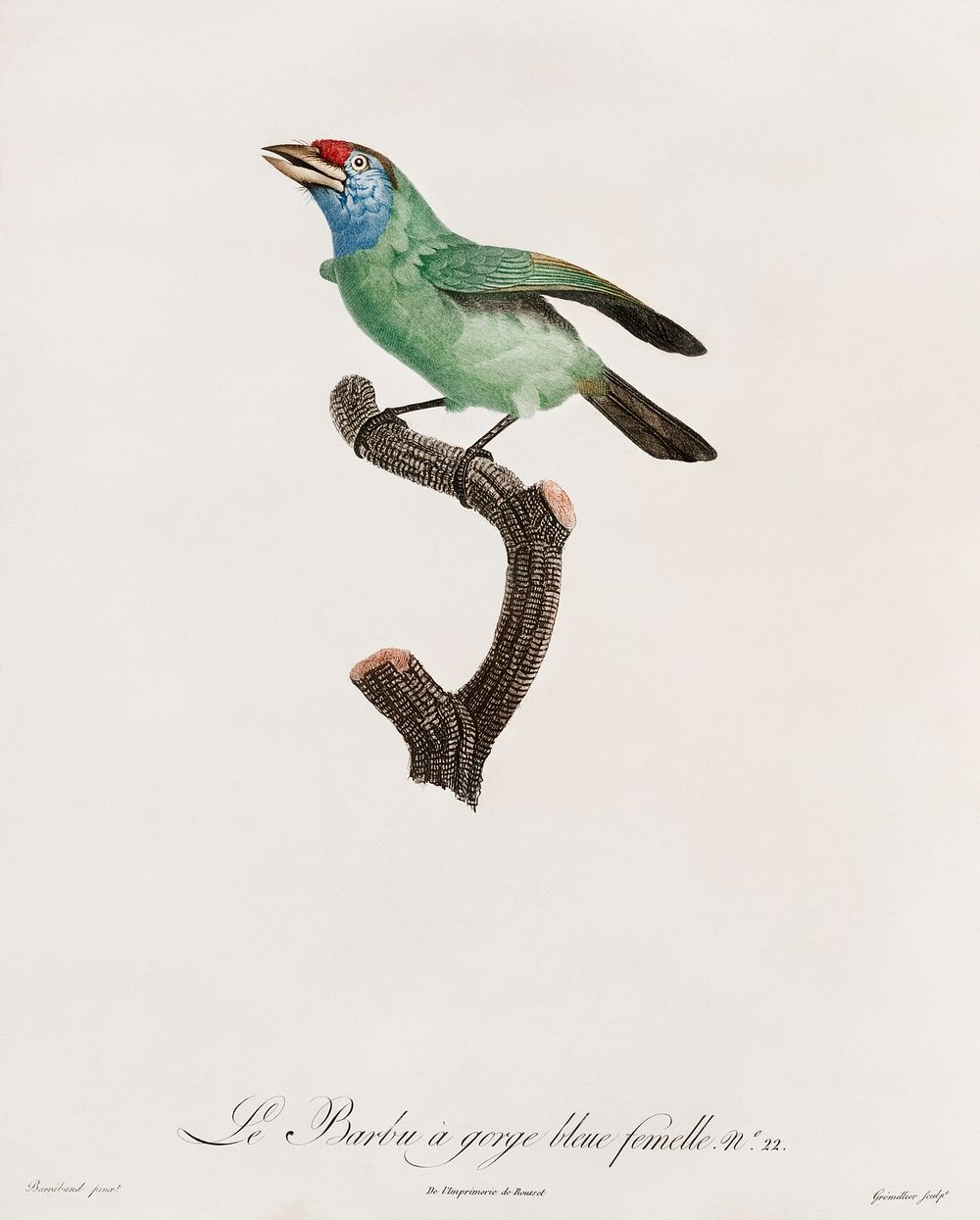 Blue-throated Bearded bee-eater from Histoire Naturelle des Oiseaux de Paradis et Des Rolliers (1806) by Jacques Barraband…