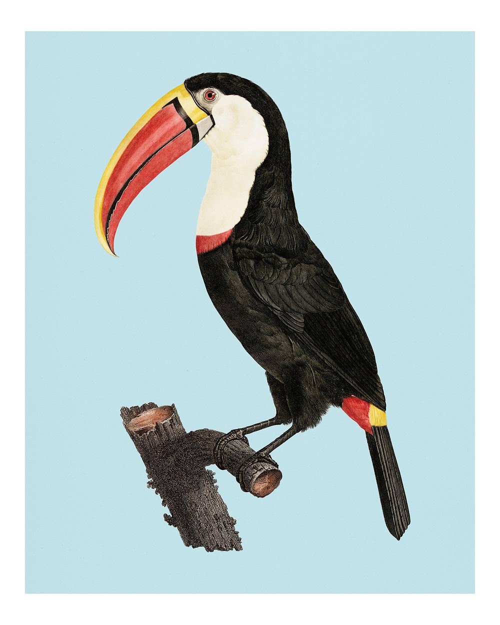 Vintage Toucan illustration wall art print and poster.