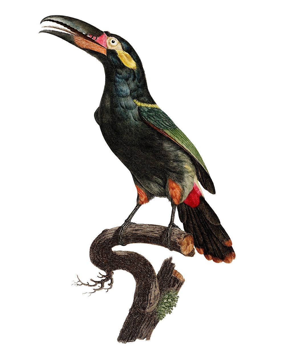 Vintage illustration of Black-necked Aracari
