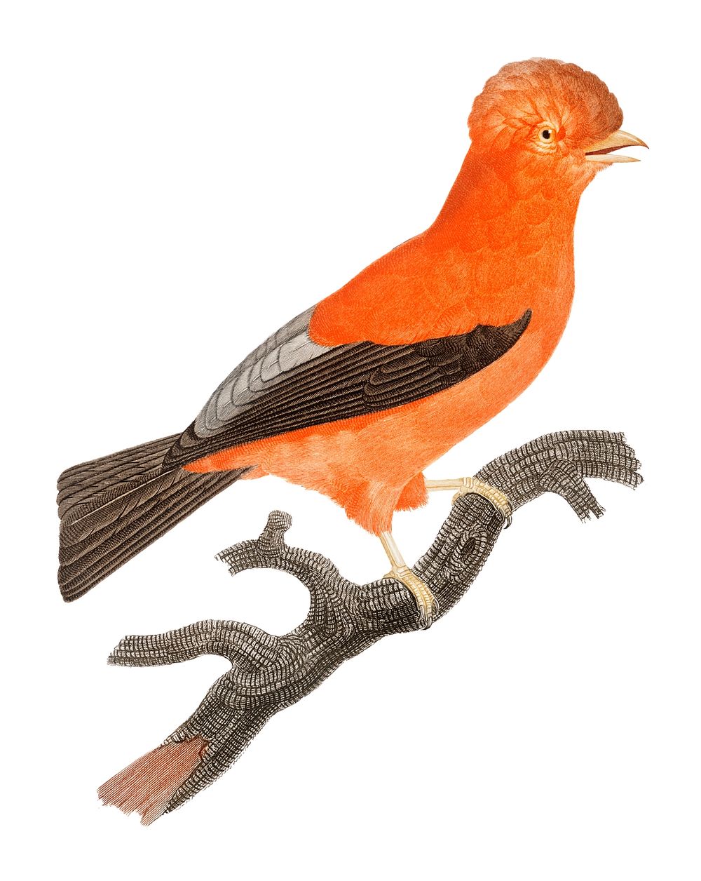 Vintage illustration of Andean cock-of-the-rock