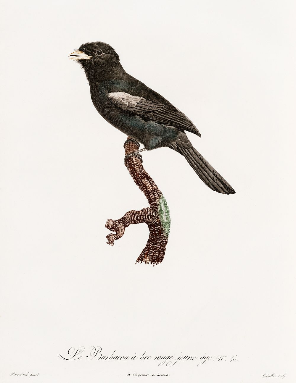 Black-fronted nunbird from Histoire Naturelle des Oiseaux de Paradis et Des Rolliers (1806) by Jacques Barraband (1767-1809).