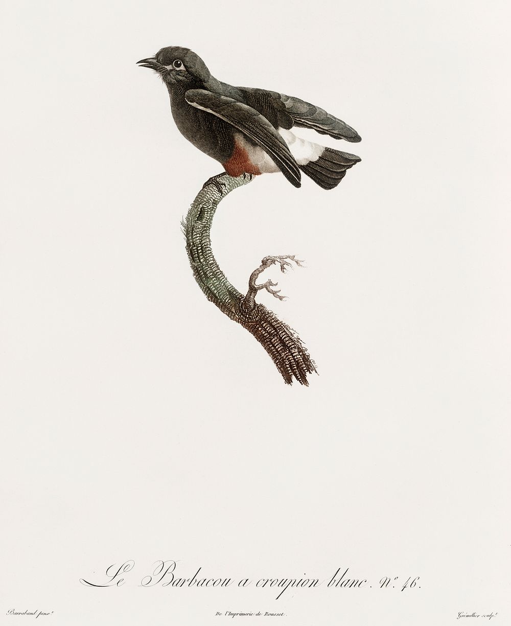 Swallow-winged puffbird from Histoire Naturelle des Oiseaux de Paradis et Des Rolliers (1806) by Jacques Barraband (1767…