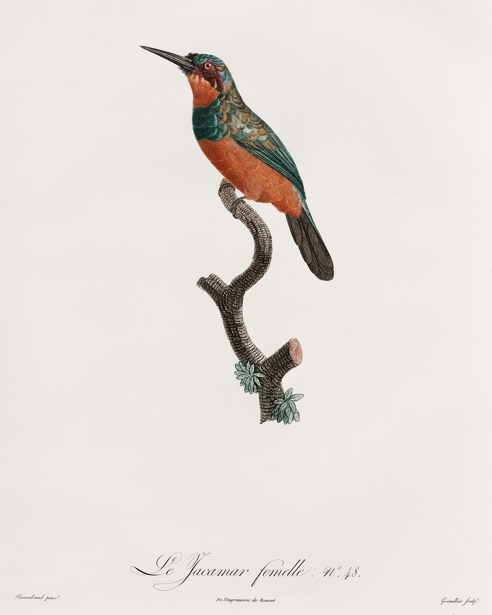 Green-tailed Jacamar,female from Histoire Naturelle des Oiseaux de Paradis et Des Rolliers (1806) by Jacques Barraband (1767…