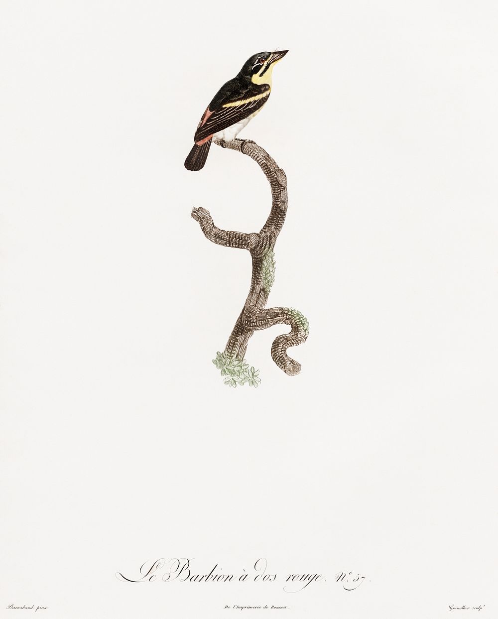 Red-rumped tinkerbird from Histoire Naturelle des Oiseaux de Paradis et Des Rolliers (1806) by Jacques Barraband (1767-1809).