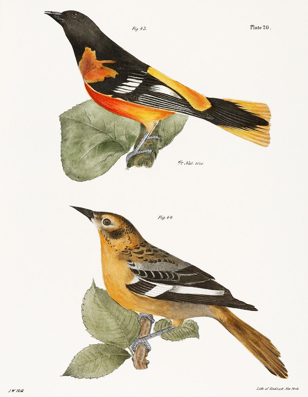 43. The Golden Oriole (Icterus baltimore) 44. Ditto, female illustration from Zoology of New York (1842&ndash;1844) by James…