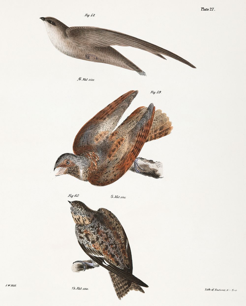 58. The Chimney Swallow (Ch&aelig;tura pelasgia) 59. The Whippoorwill (Caprimulgus vociferus) 60. The Nighthhawk (Chordeiles…