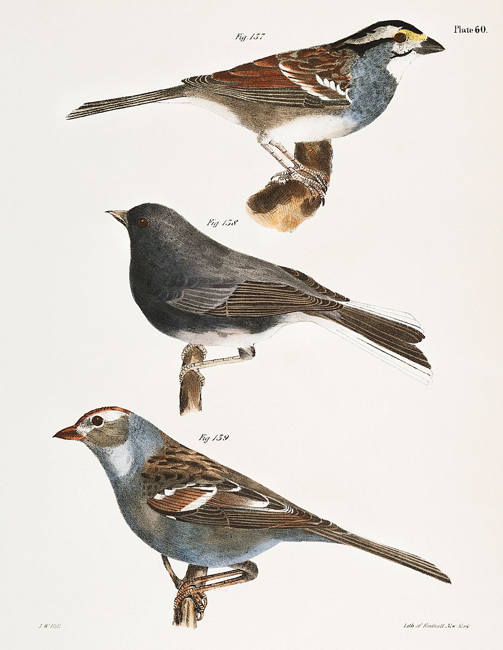137. The White-crowned Sparrow (Fringilla graminea) 138. The Snowbird (Struthus hyemalis) 139. The White-crowned Sparrow…