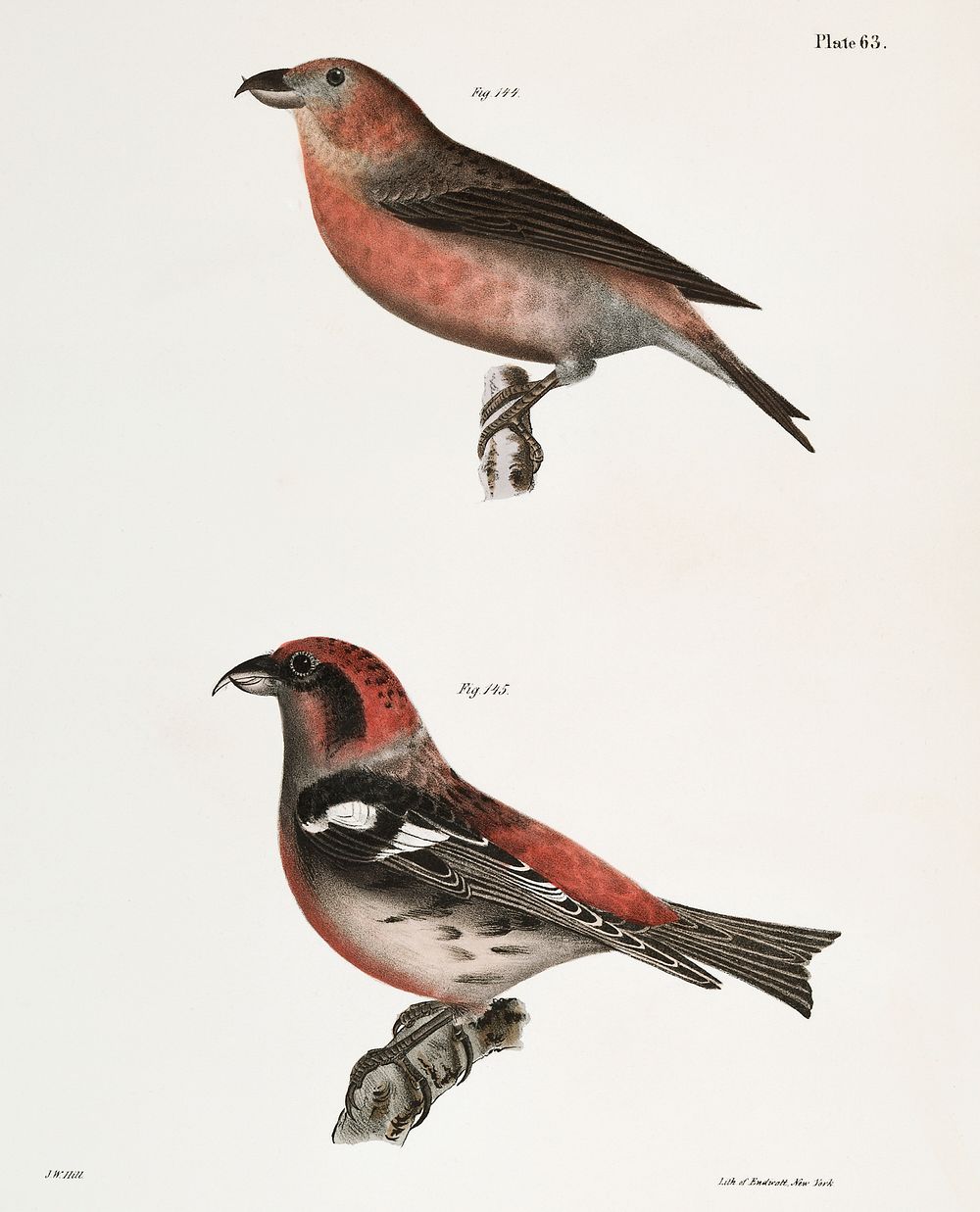 144. The American Crossbill (Loxia americana) 145. The White-winged Crossbill (Loxia leucoptera) illustration from Zoology…