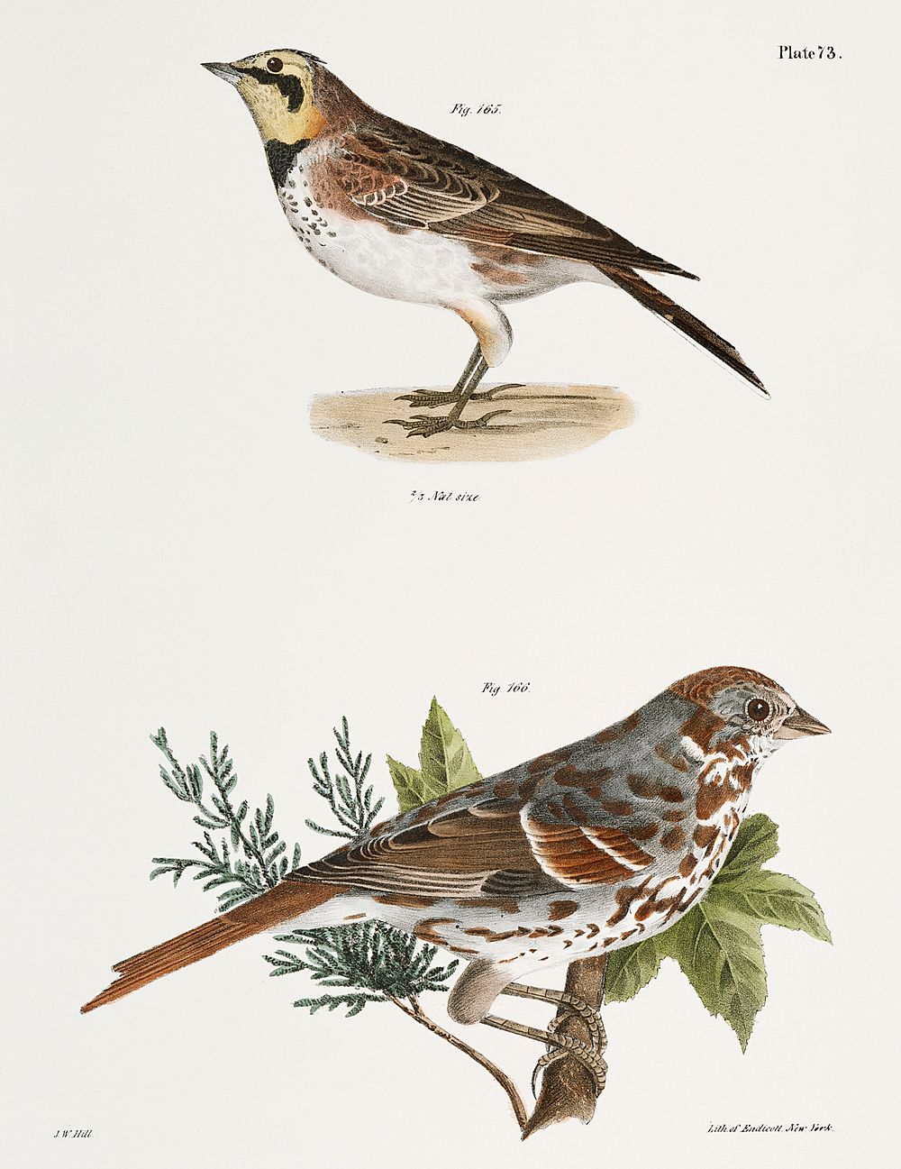 165. Horned Lark (Alauda cornuta) 166. Fox-colored Sparrow (Fringilla iliaca) illustration from Zoology of New York…