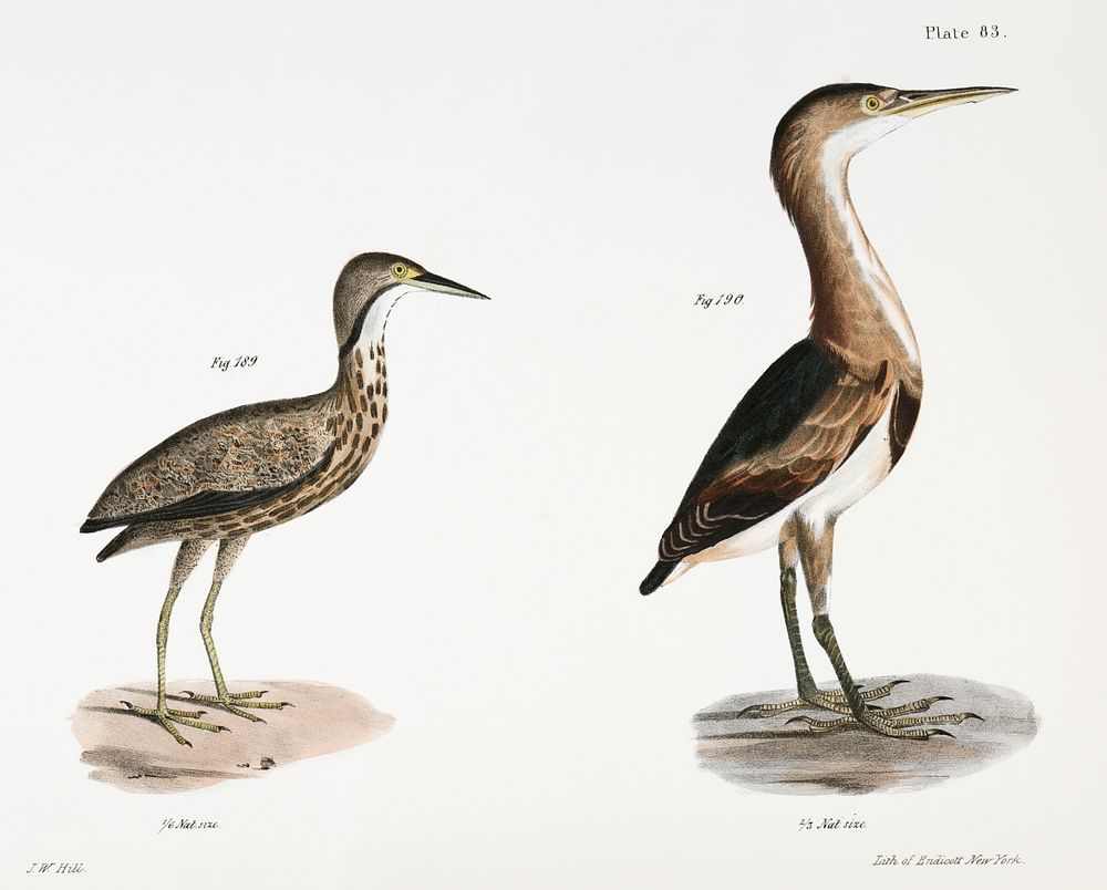 189. American Bittern (Ardea minor) 190. Small Bittern (Ardea exilis) illustration from Zoology of New York…