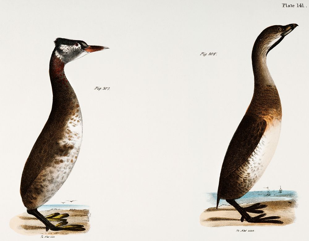 307. Red-necked Grebe (Podiceps rubricollis) 308. Dipper (Hydroka carolinensis) illustration from Zoology of New York…