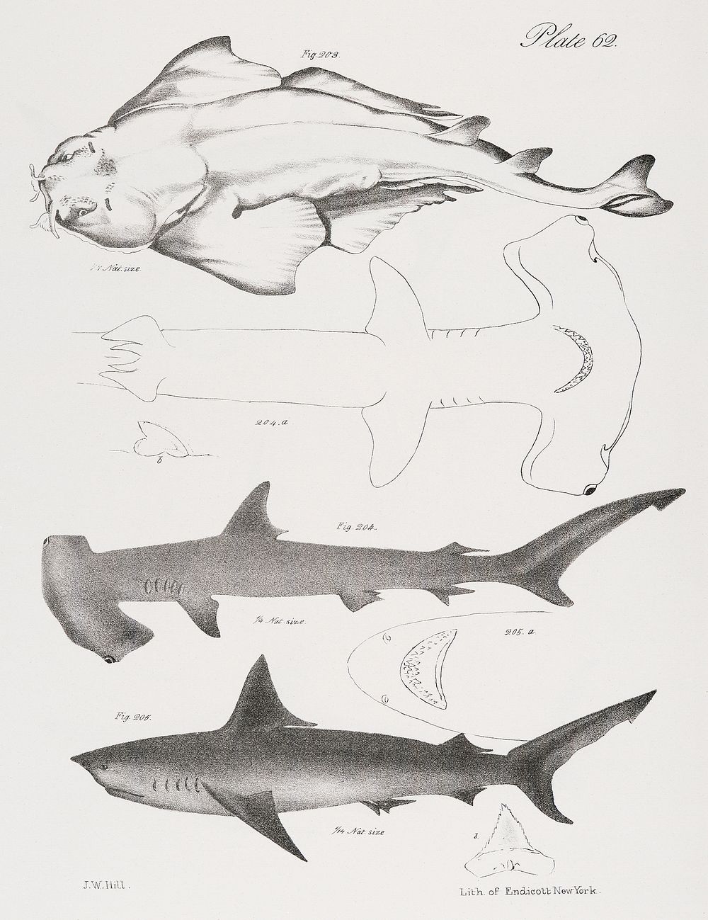 203. The American Angel-fish (Squatina dumerili) 204. The Hammer-headed Shark (Zyg&aelig;na malleus) 205. The Long-tailed…