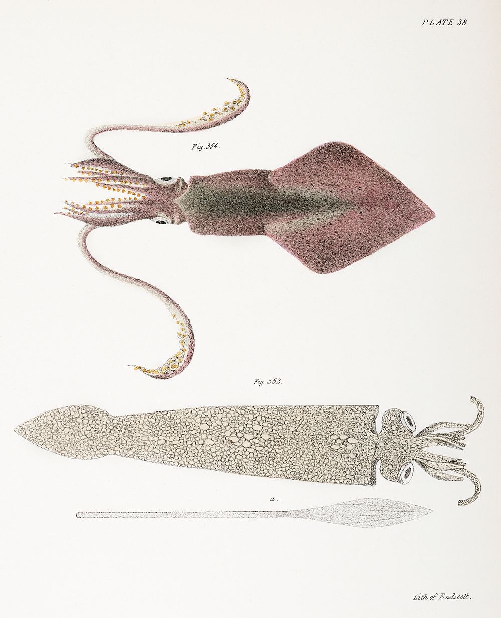 353. Glass squid (Loligo pavo) 354. Longfin inshore squid (Loligo pealii) illustration from Zoology of New York…