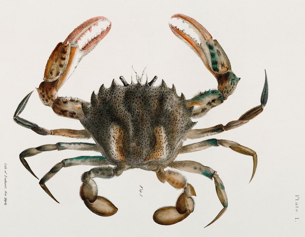 1. Lady Crab (Platyonichus ocellatus) illustration from Zoology of New York (1842&ndash;1844) by James Ellsworth De Kay.…