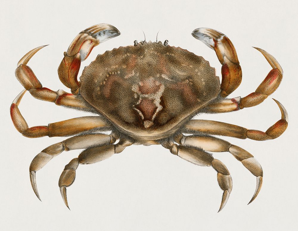 Vintage Illustration of Rock crab (Platycarcinus irroratus)