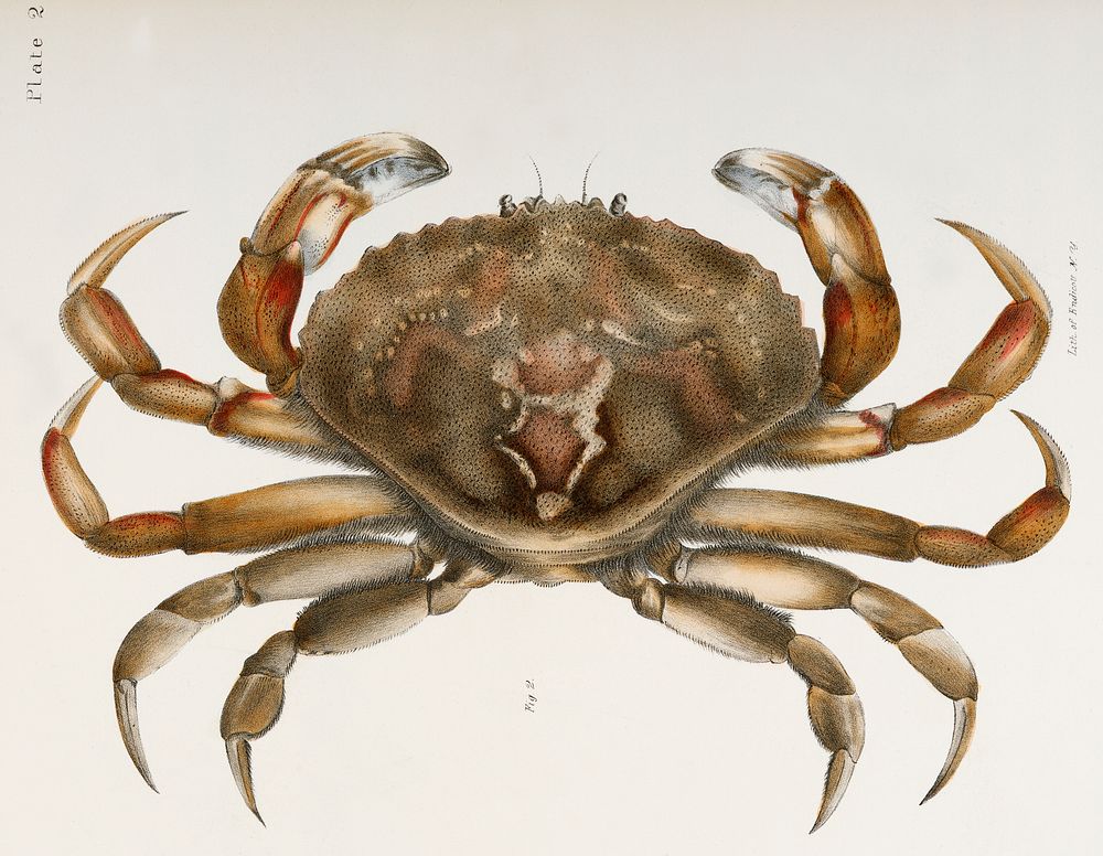 2. Rock crab (Platycarcinus irroratus) illustration from Zoology of New York (1842&ndash;1844) by James Ellsworth De Kay.…