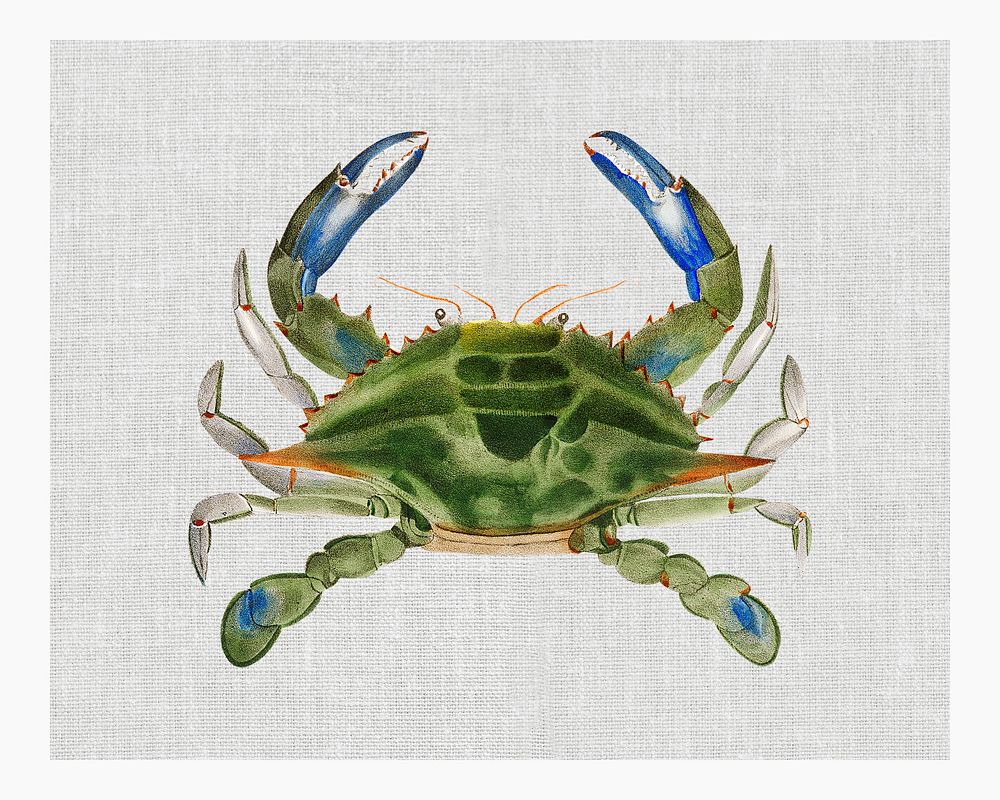 Vintage blue crab (Lupa decanta) illustration wall art print and poster.