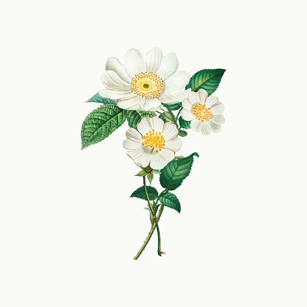 Beautiful vintage macartney rose illustration