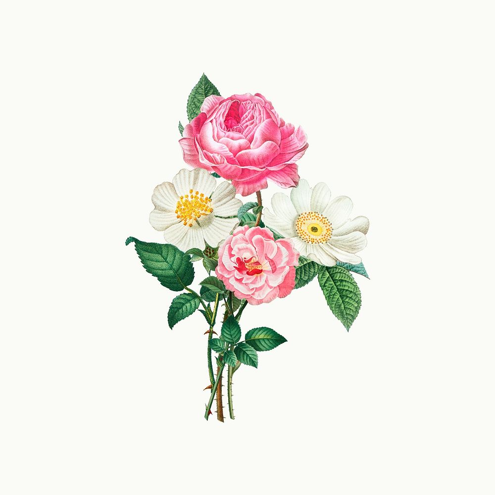 Vintage pink and white roses illustration