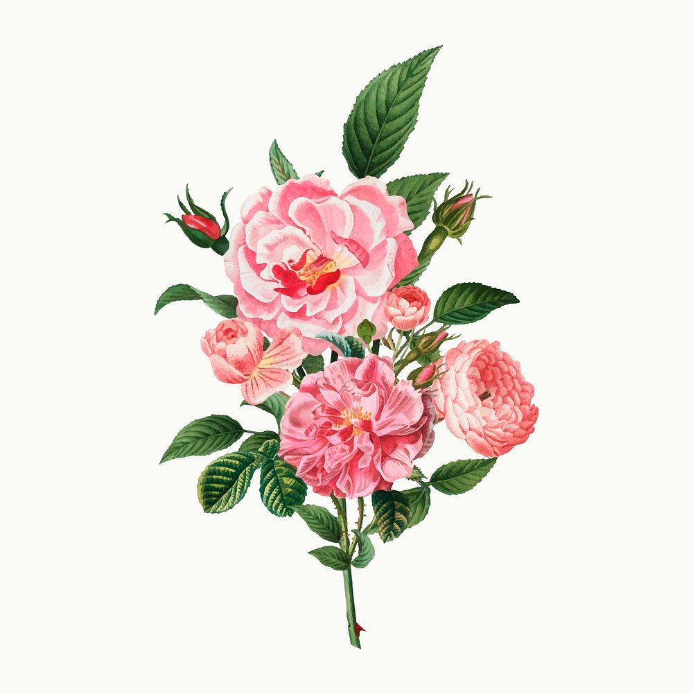 Vintage pink rose bouquet vector