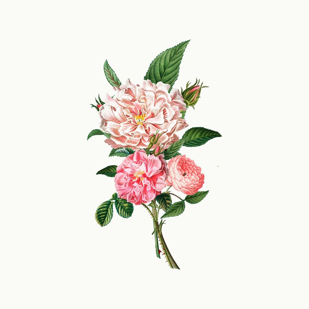 Pink peonies and roses illustration