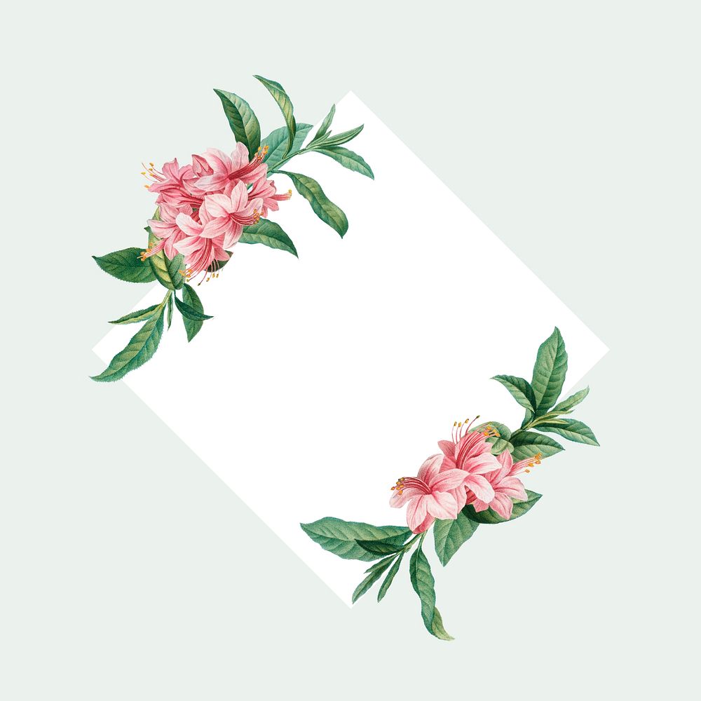 Azalea rosea on a frame illustration