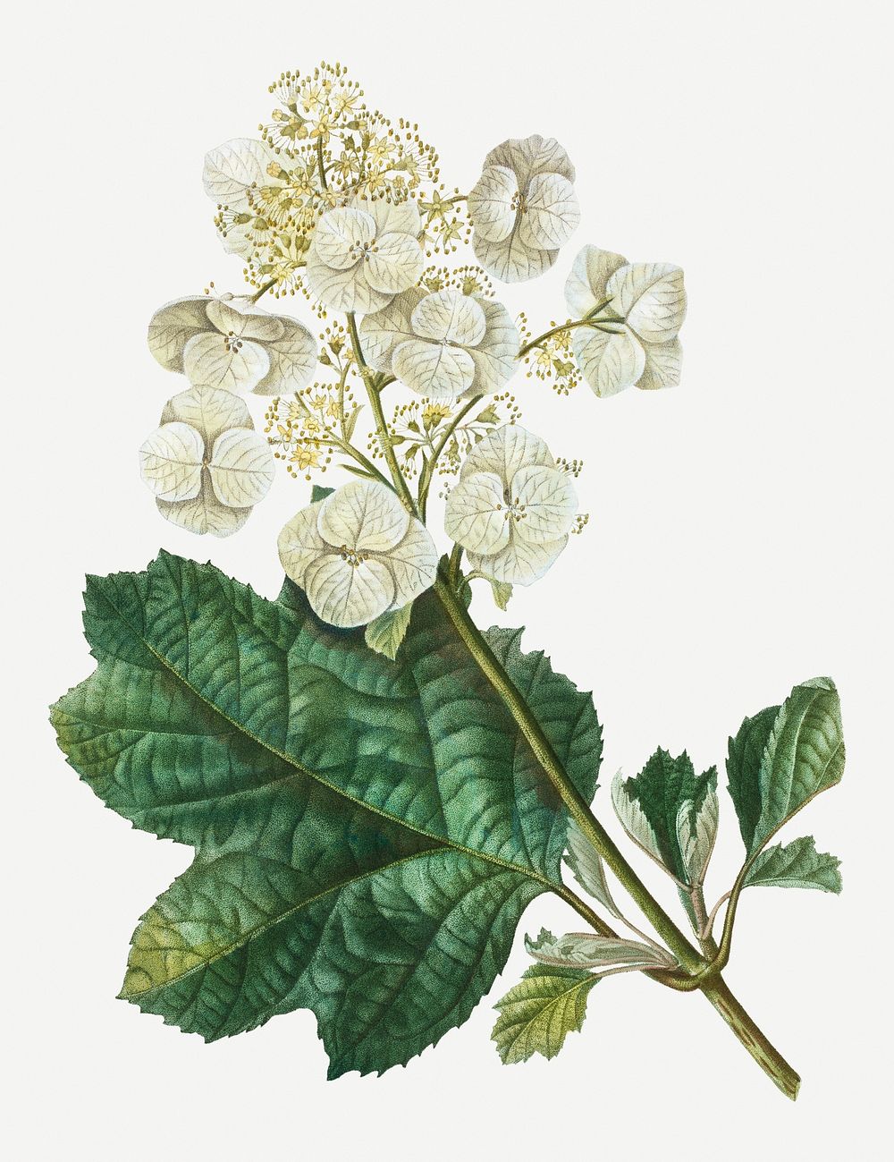 Oakleaf hydrangea flowering plant illustration