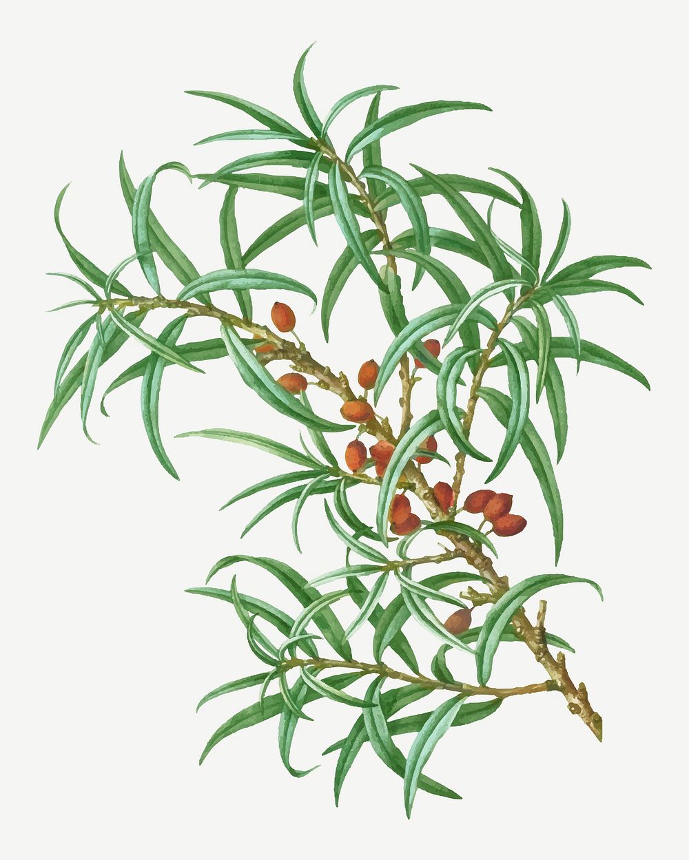 Common sea buckthorn plant vector