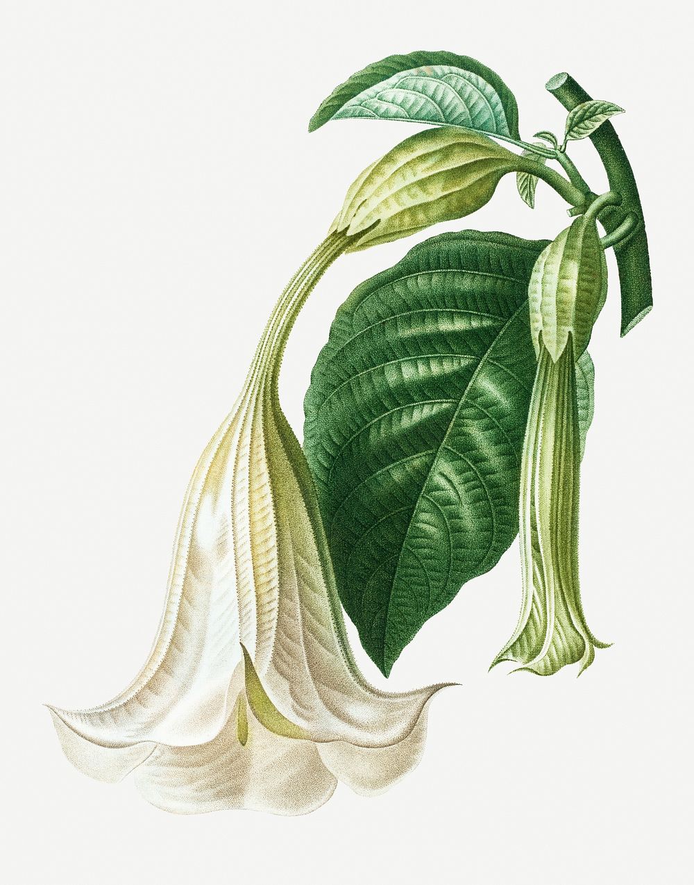 Angel's trumpet flowering plant illustration