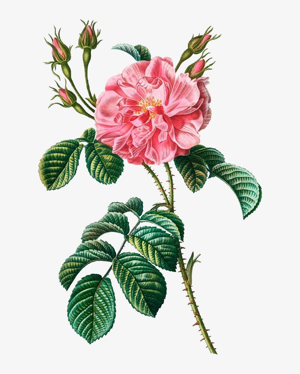 Vintage pink wild rose vector